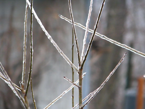 Ice coats tree branches in Vermont