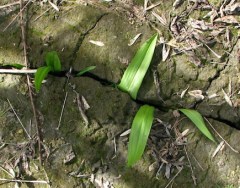 Leeks coming up through the cracks for web