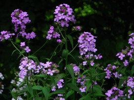 Dames rockets in bloom for web