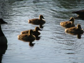 Goslings-Grafton Pond 2 for web