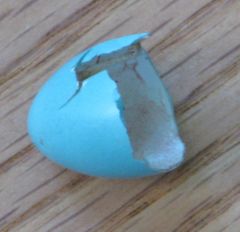 Blue robin's egg shell
