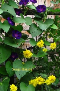 Golden glow and purple morning glories on the fence in front of the Carding Academy of Traditional Arts