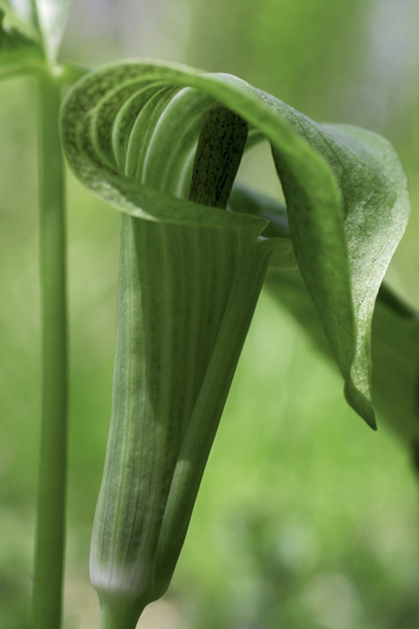 Green jack in the pulpit