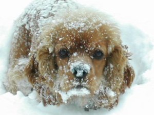 Goldie covered with snow for web