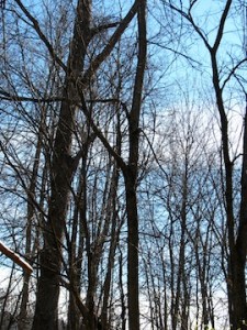 Bare trees of November for web