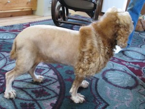 The first haircut of spring takes time