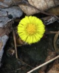 Coltsfoot flower