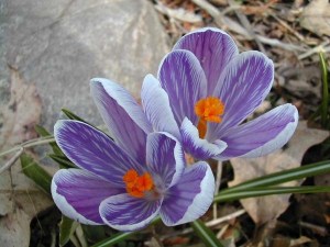 Crocuses for web