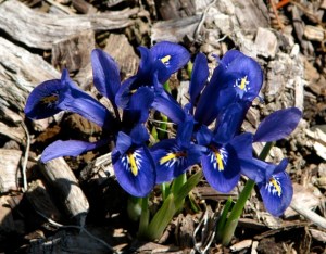Iris reticulata for web