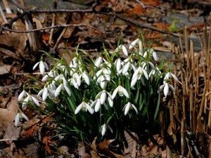 Snow drops open for web