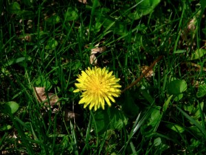 Dandelion for web