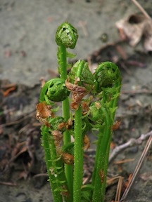 Fiddlehead ferns emerging