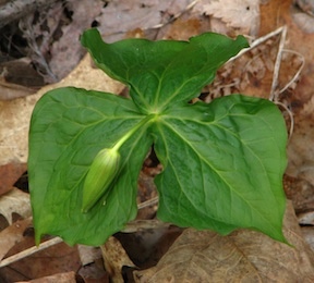 Trillium about to bloom