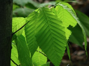 Beech leaves in spring