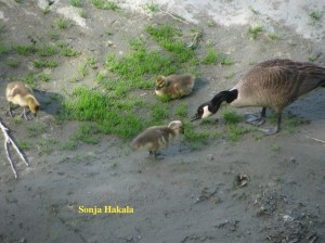 Goose and goslings for web