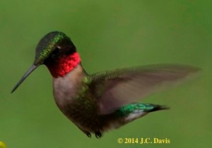 Hummer of summer for web
