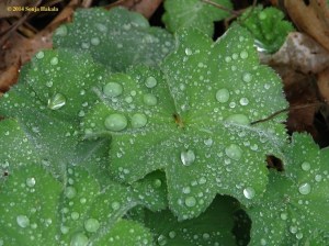 Ladies mantle in rain for web