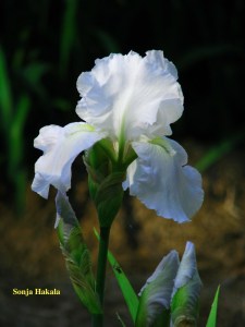White iris close up for web