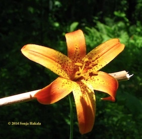 Canada lily 2 for web