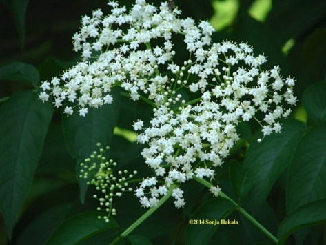 Elderberry blossom for web