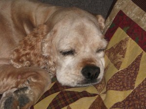 Goldie sleeping 7-7-14 for web