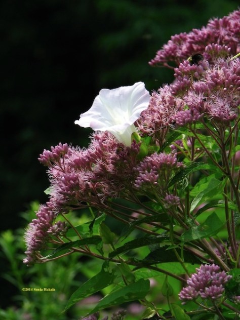 Joe Pye weed and bindweed