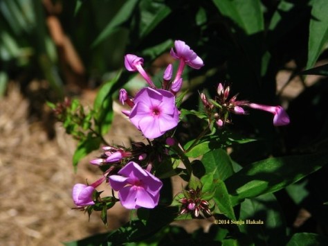 Phlox flower for web