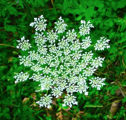 Queen Ann's Lace for web