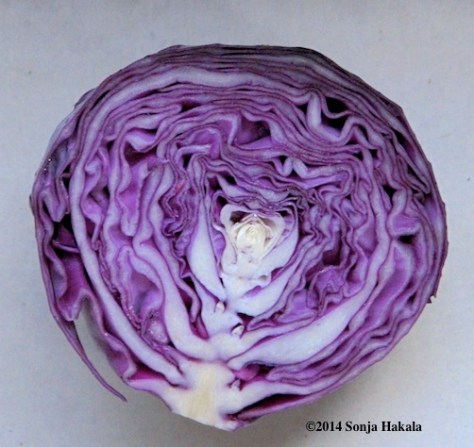 Red cabbage for web