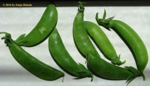 Snap peas 2 for web