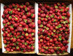 Strawberries-2 flats-2014