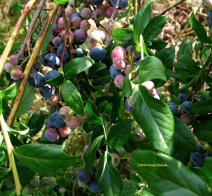 Blueberries from Moore's Orchard in Pomfret, VT