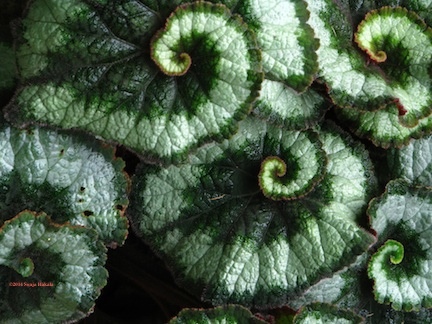 Esargot leaves for web