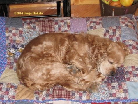 Goldie is the inspiration for Nearly Wolfe in the Carding, Vermont novels