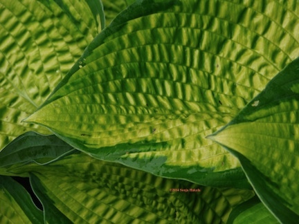 Hosta leaves for web