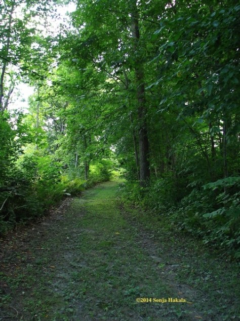 Old road in summer for web