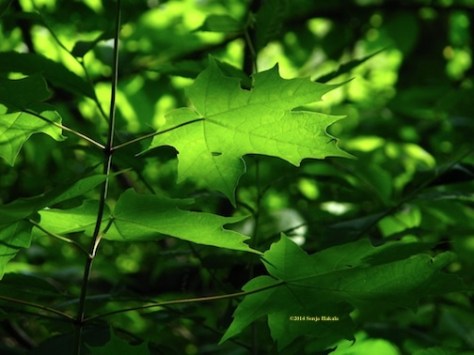 Maple leaves in sun for web