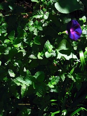 Mint and morning glory for web