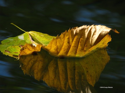 Pomp-floating leaf 2 for web