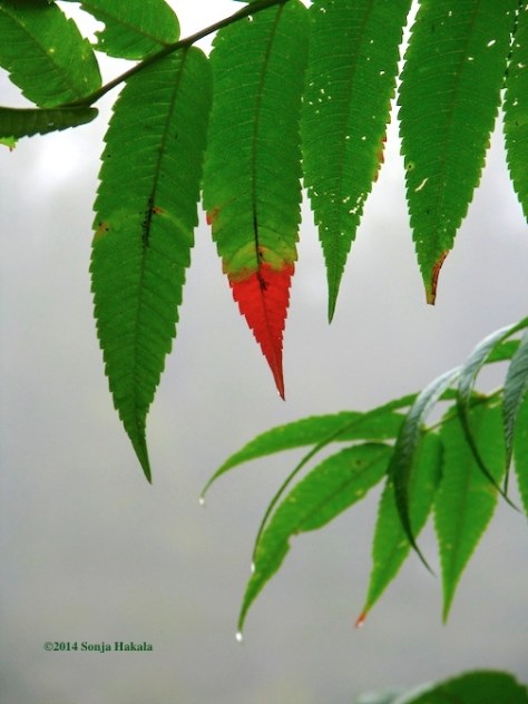Sumac leaf with a little red for web