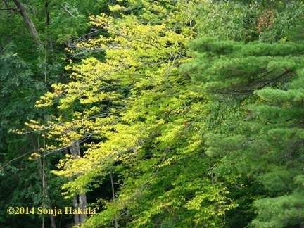 Yellowing tree in august for web