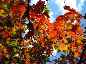 Red oak leaves in sun
