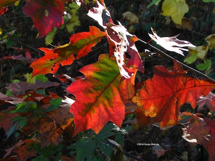 Red:green oak leaves in sun for web