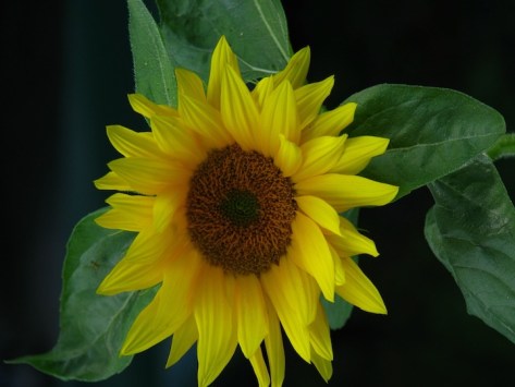 Sunflower 3 for web