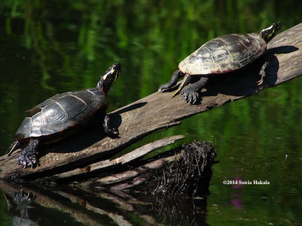 Two turtles in the sun for web