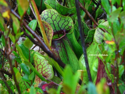 Woodward-pitcher plant close up 2 for web