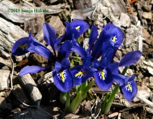 Iris reticulata for web
