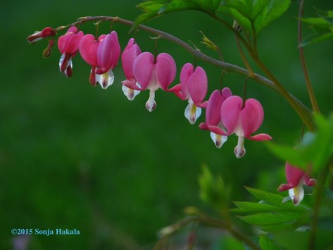 Bleeding heart 2015 for web