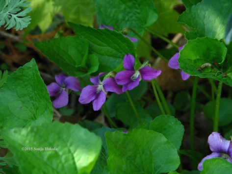Purple violets 2015 for web