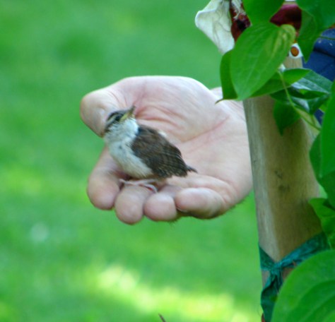 Baby brown creeper in Jay's hand 2 for web